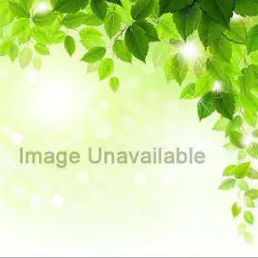 Adiantum capillus - Plant
