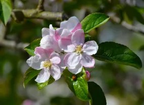 European Crab Apple Malus sylvestris 100 Seeds  USA Company