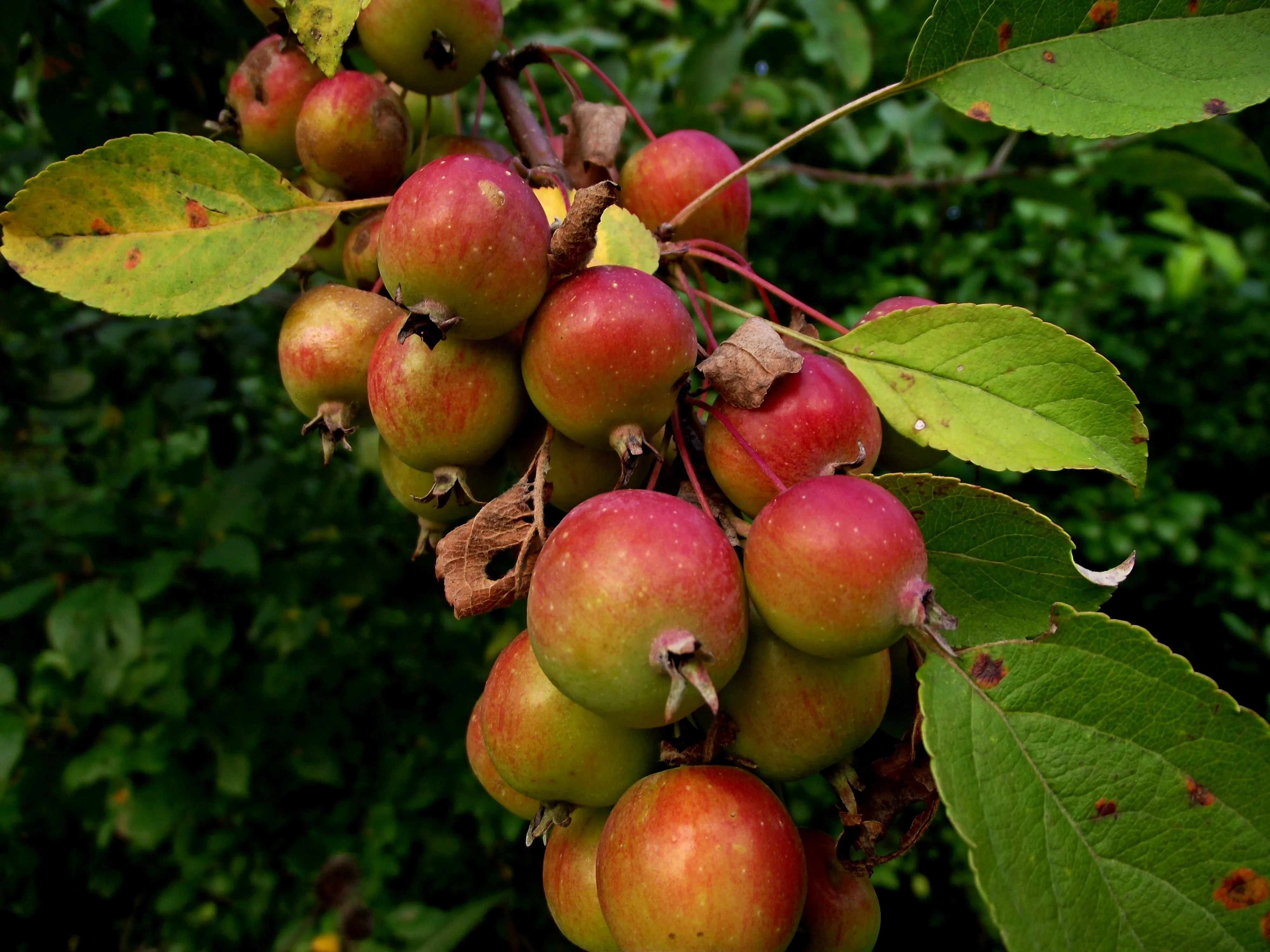 European Crab Apple Malus sylvestris 100 Seeds  USA Company