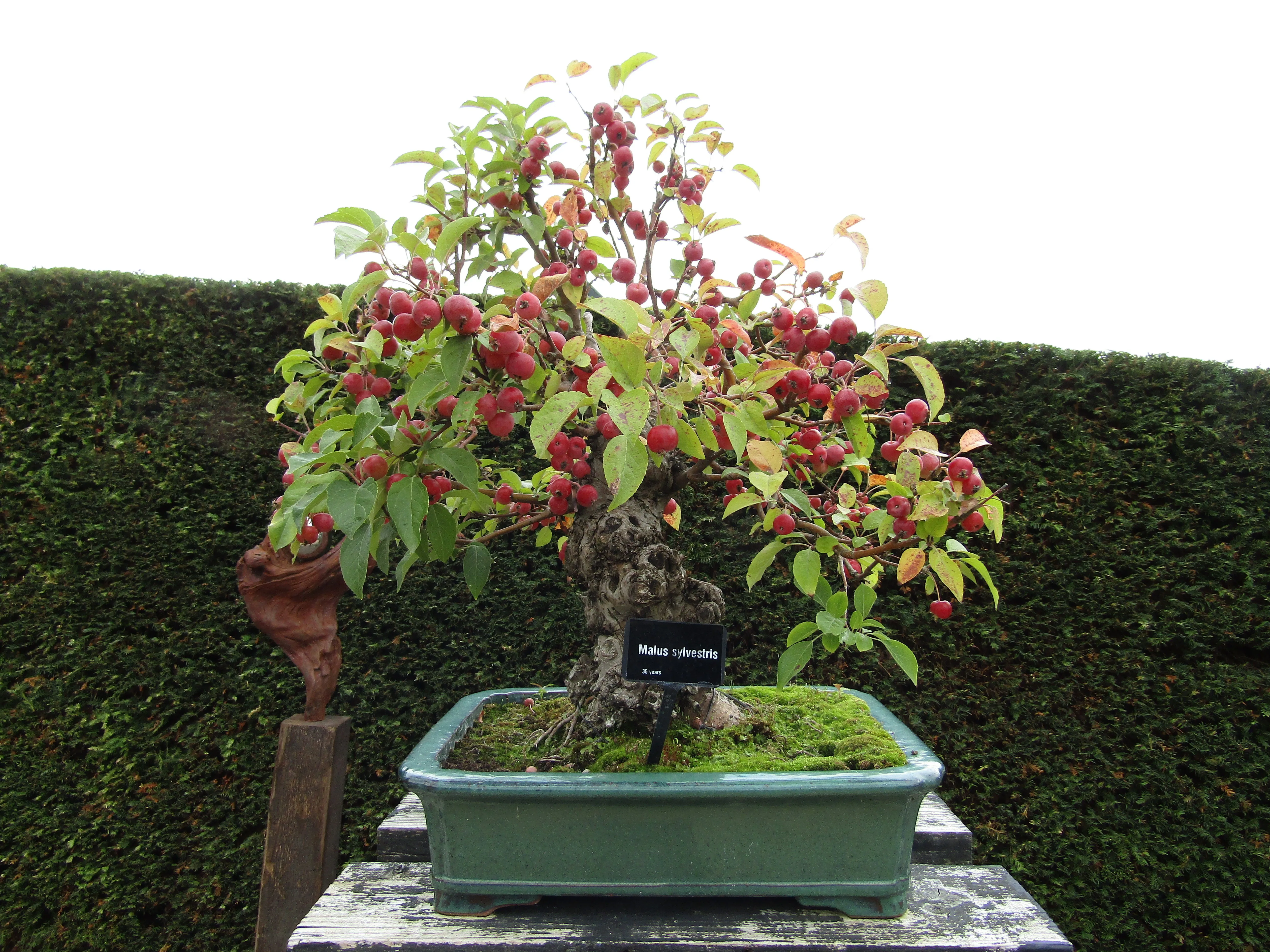 European Crab Apple Malus sylvestris 100 Seeds  USA Company