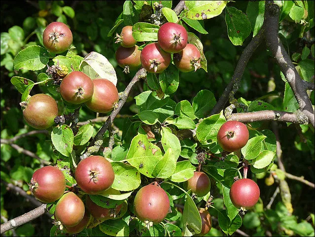 European Crab Apple Malus sylvestris 100 Seeds  USA Company