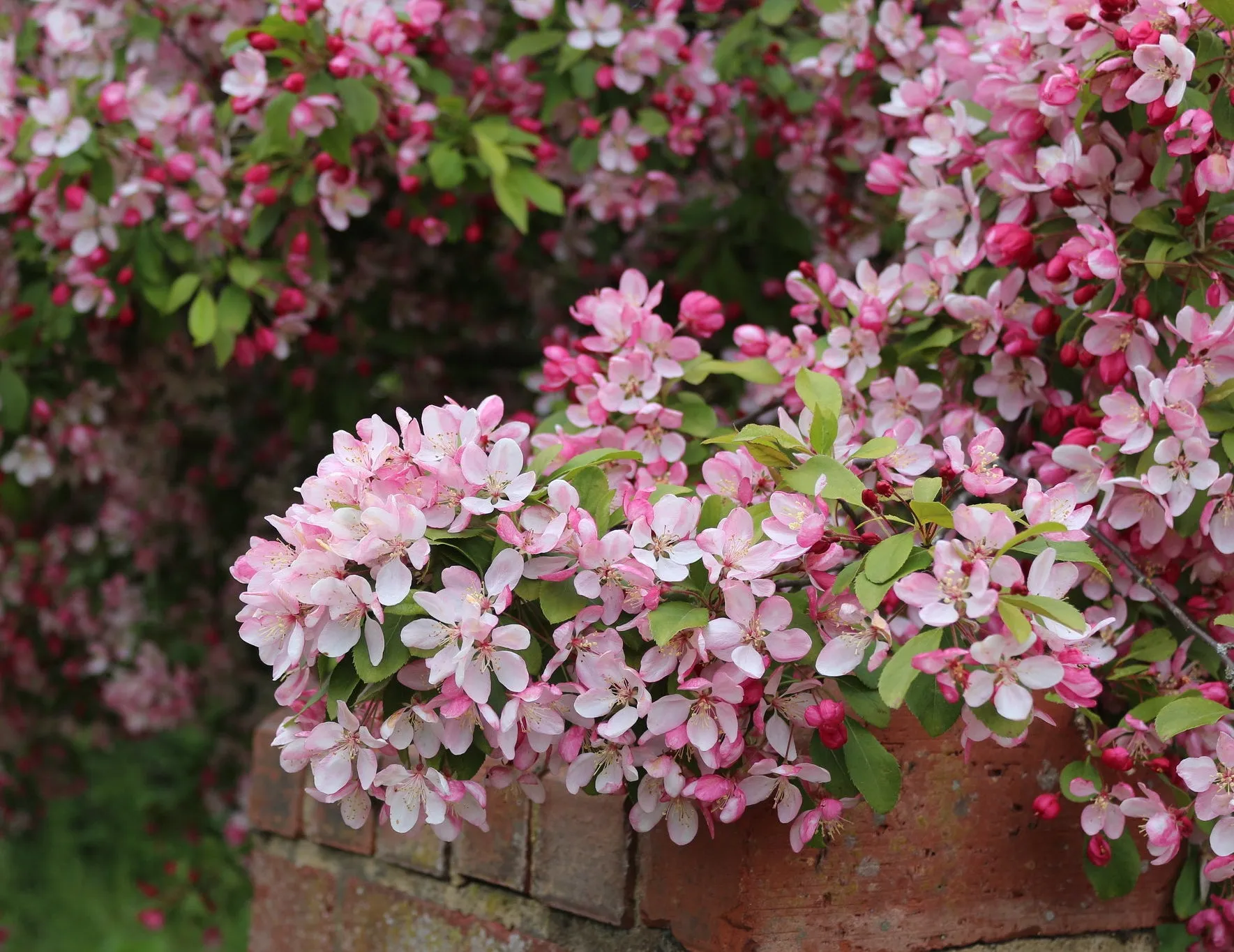 European Crab Apple Malus sylvestris 100 Seeds  USA Company
