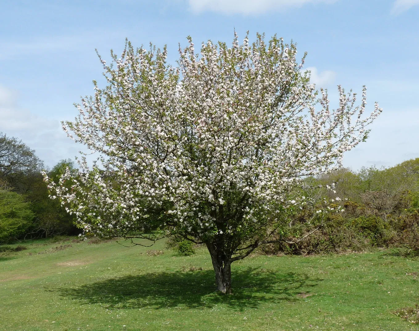 European Crab Apple Malus sylvestris 100 Seeds  USA Company