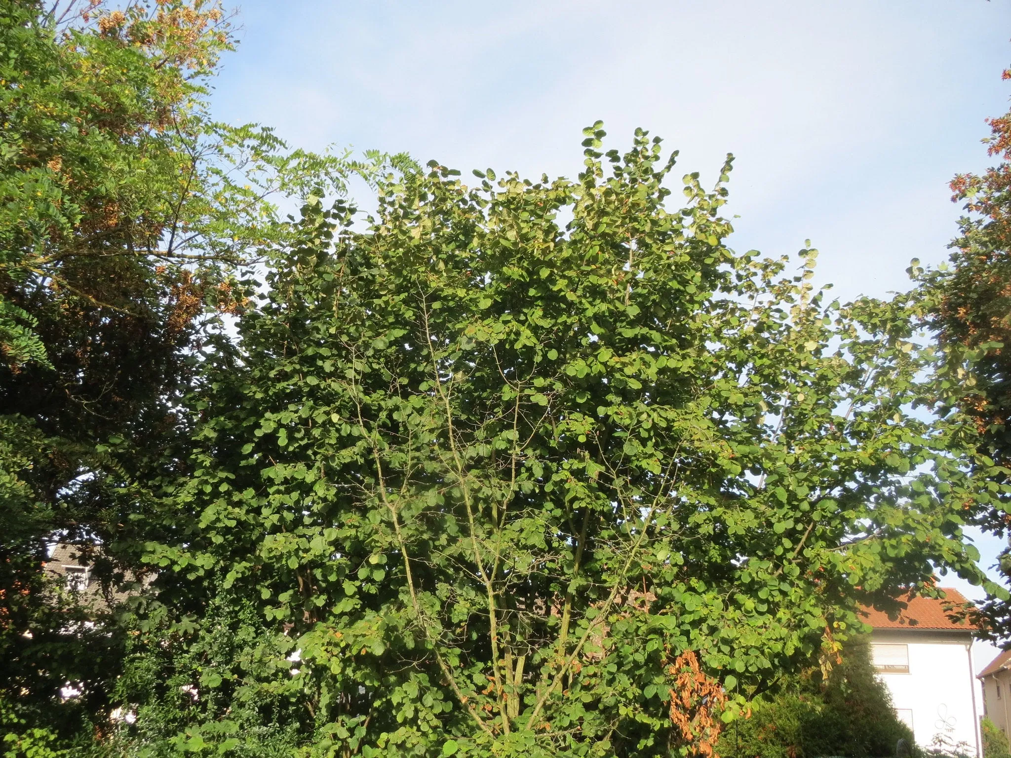 European Hazelnut Corylus avellana 10 Seeds  USA Company
