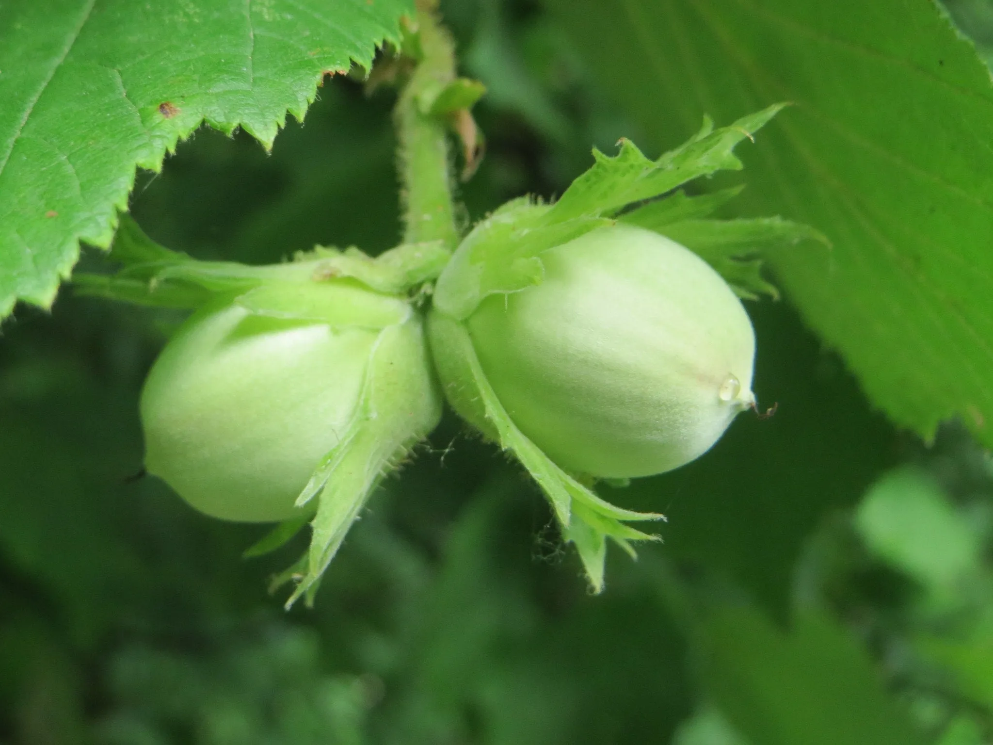 European Hazelnut Corylus avellana 10 Seeds  USA Company