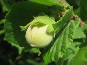 European Hazelnut Corylus avellana 10 Seeds  USA Company
