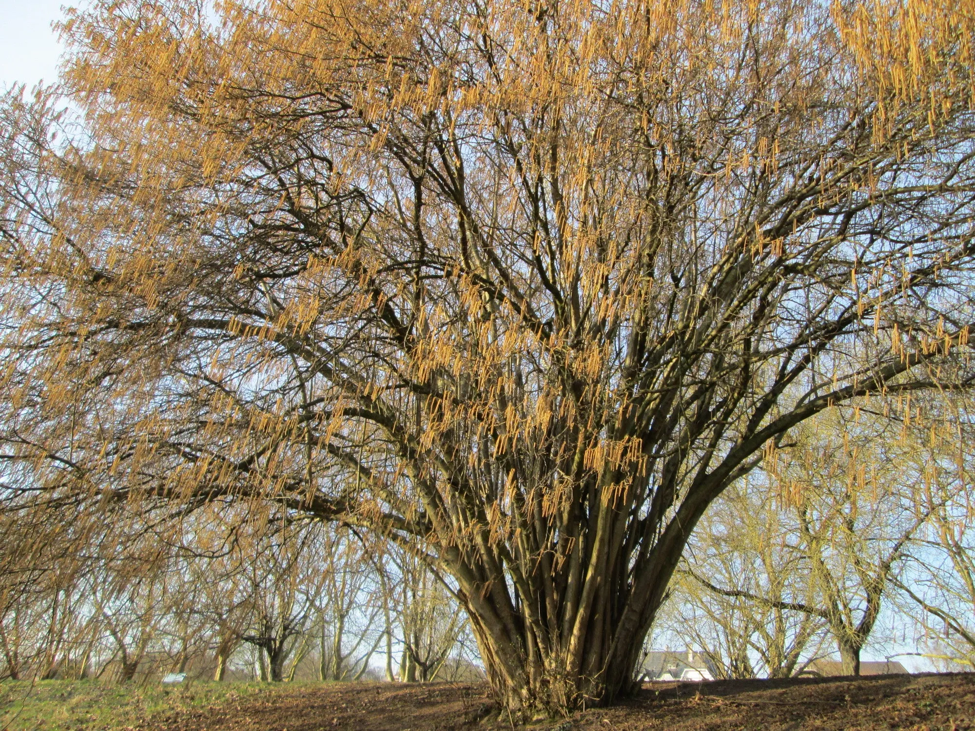 European Hazelnut Corylus avellana 10 Seeds  USA Company