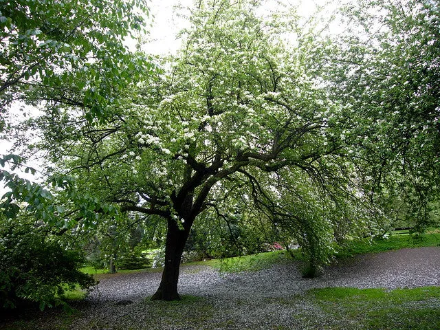 European Pear Pyrus communis 10 Seeds  USA Company