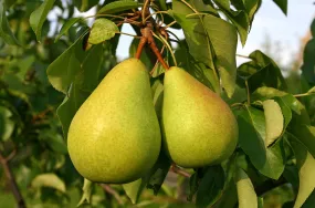 European Pear Pyrus communis 10 Seeds  USA Company