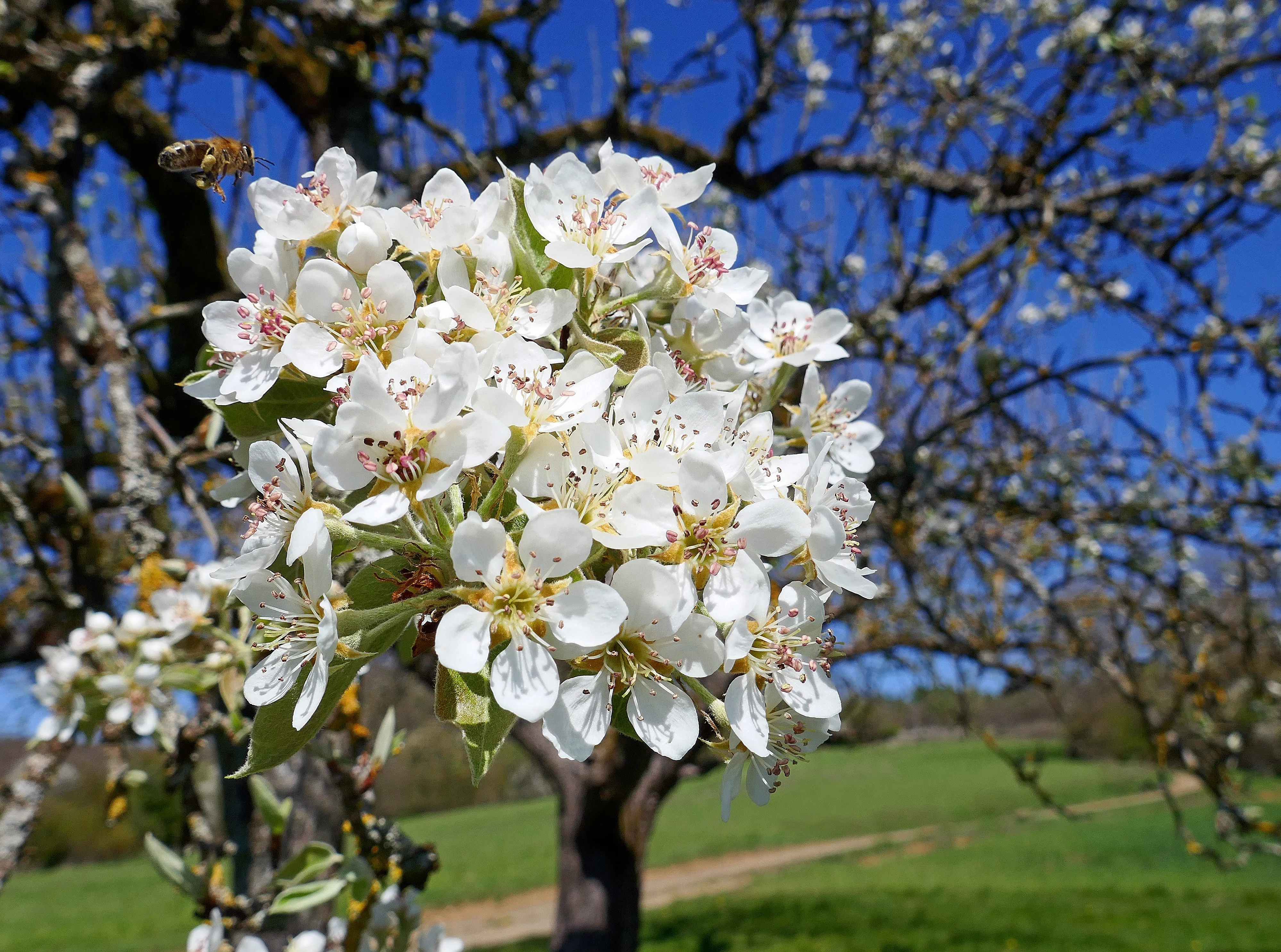 European Pear Pyrus communis 10 Seeds  USA Company