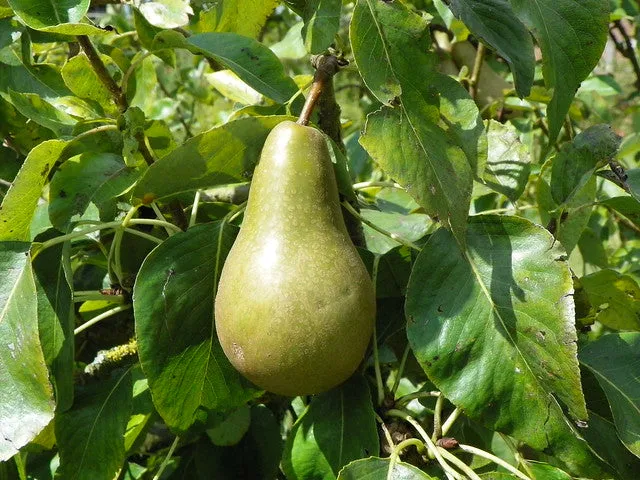 European Pear Pyrus communis 10 Seeds  USA Company
