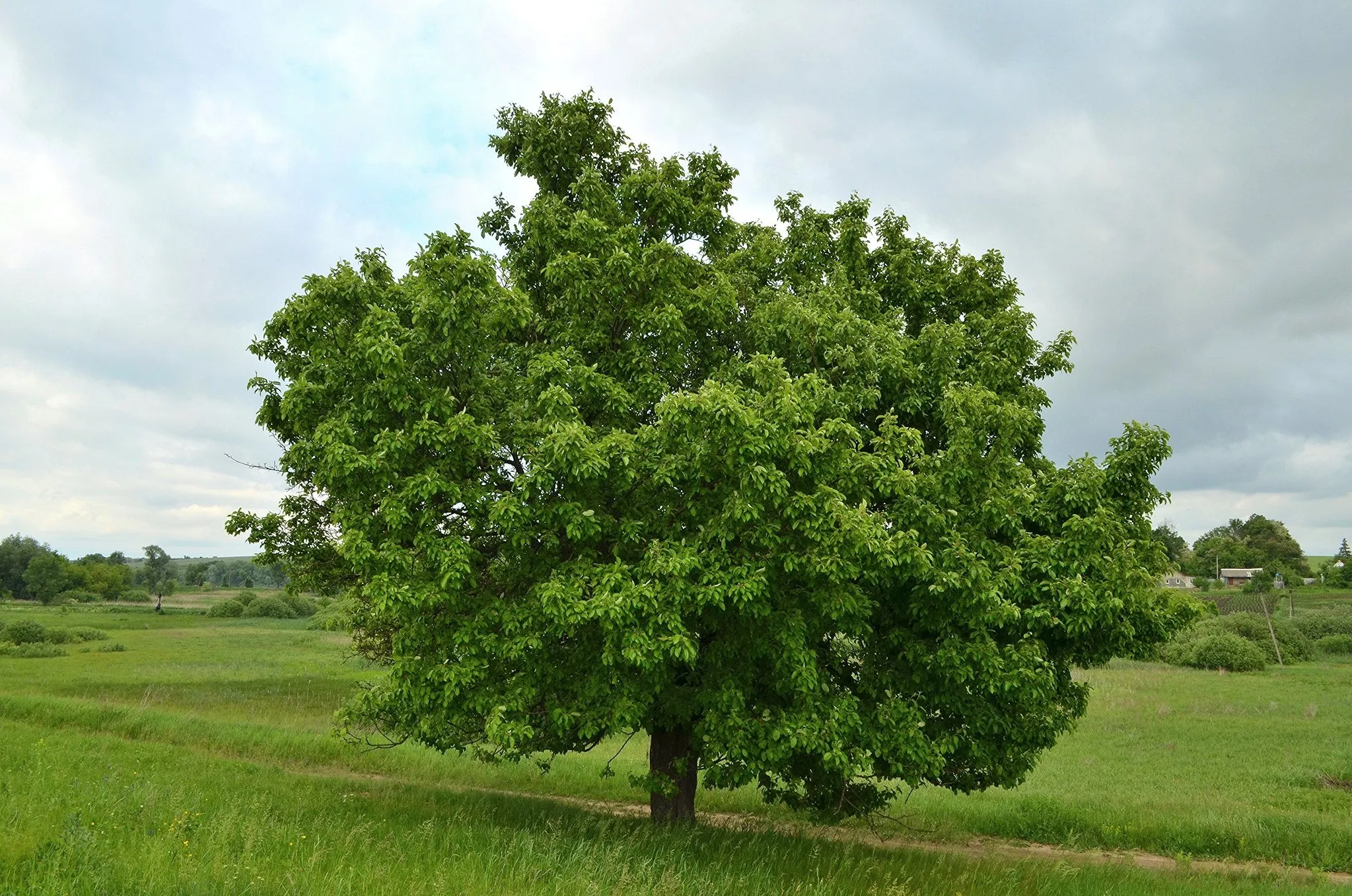European Pear Pyrus communis 10 Seeds  USA Company