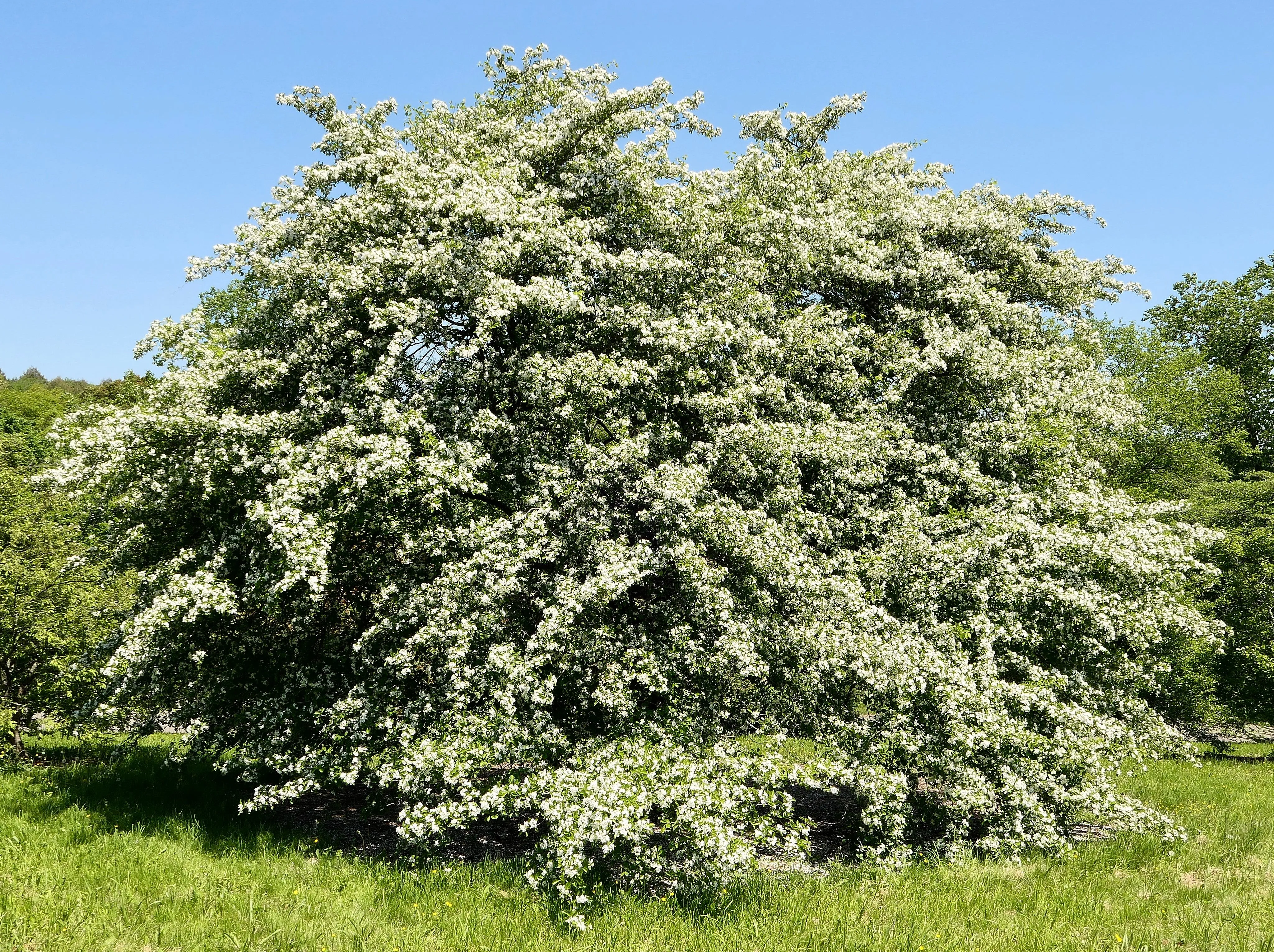 Green Hawthorn Crataegus viridis 100 Seeds  USA Company
