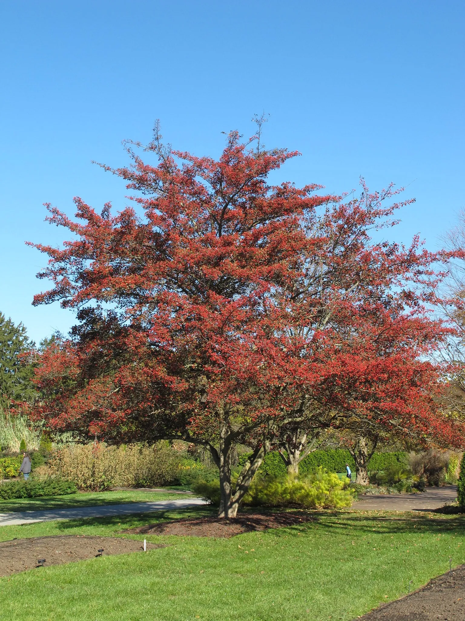 Green Hawthorn Crataegus viridis 100 Seeds  USA Company