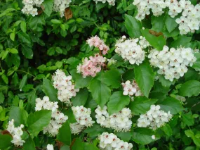Green Hawthorn Crataegus viridis 100 Seeds  USA Company