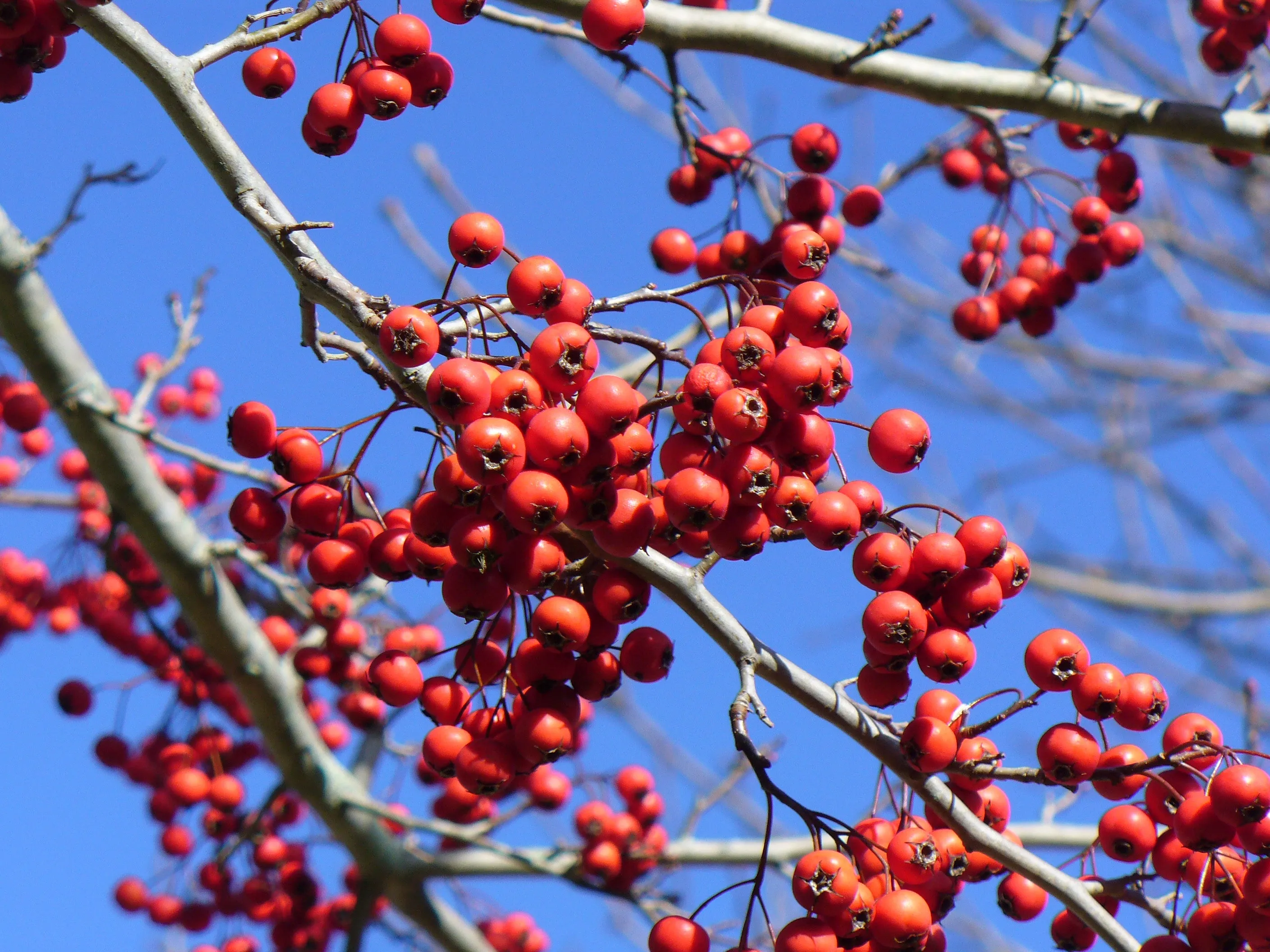 Green Hawthorn Crataegus viridis 100 Seeds  USA Company