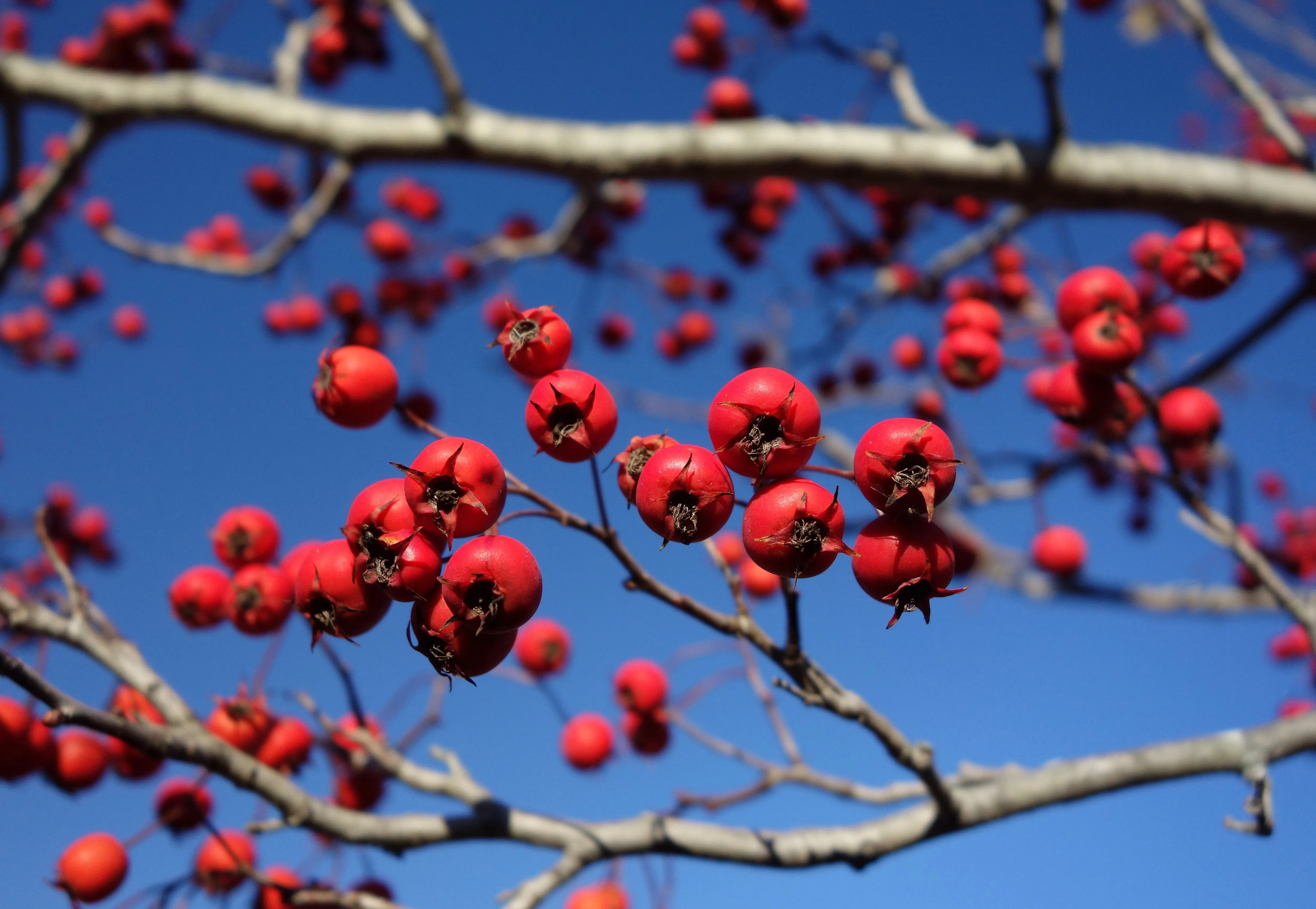 Green Hawthorn Crataegus viridis 100 Seeds  USA Company