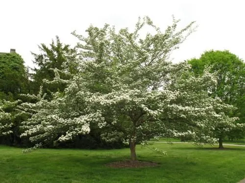 Green Hawthorn Crataegus viridis 100 Seeds  USA Company