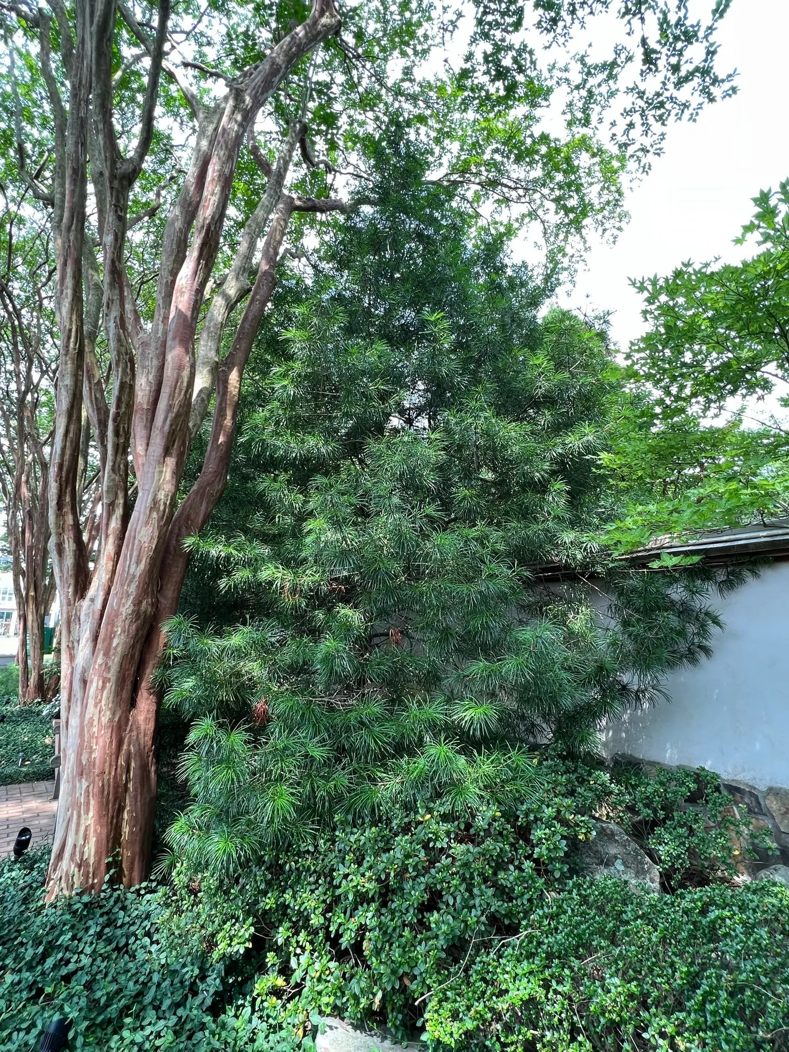 Japanese Umbrella Pine Sciadopitys verticillata 10 Seeds  USA Company