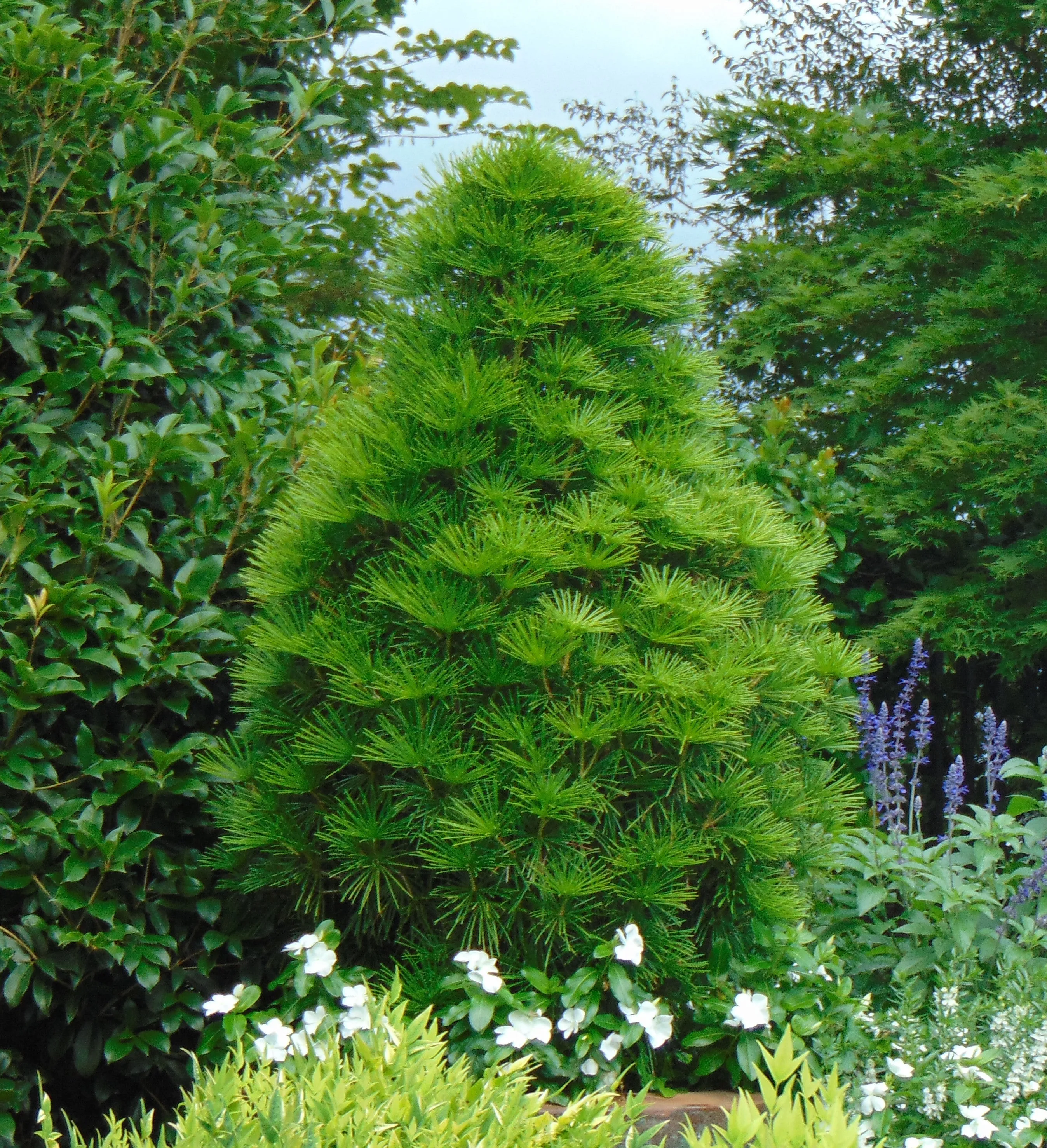 Japanese Umbrella Pine Sciadopitys verticillata 10 Seeds  USA Company