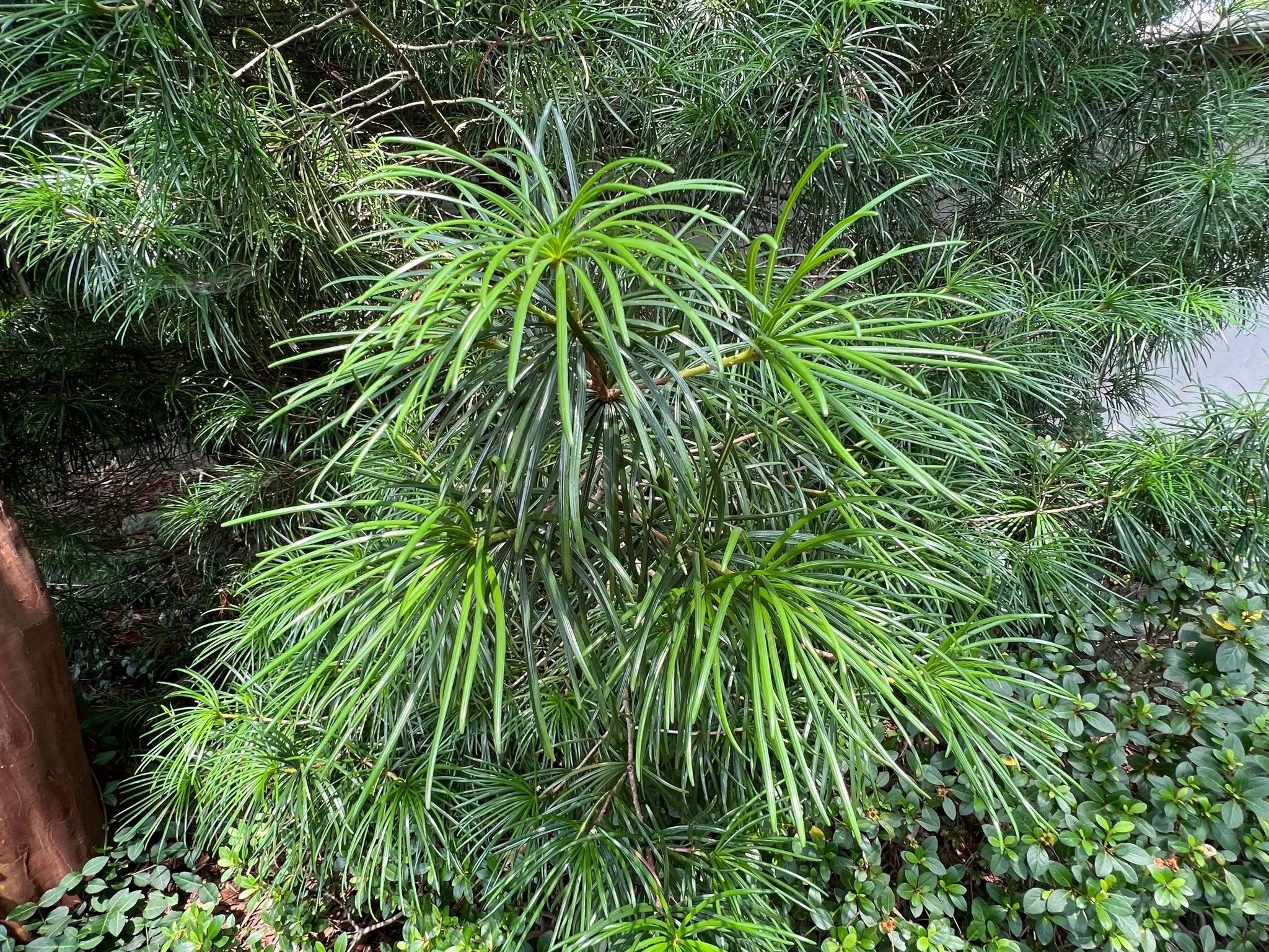 Japanese Umbrella Pine Sciadopitys verticillata 10 Seeds  USA Company