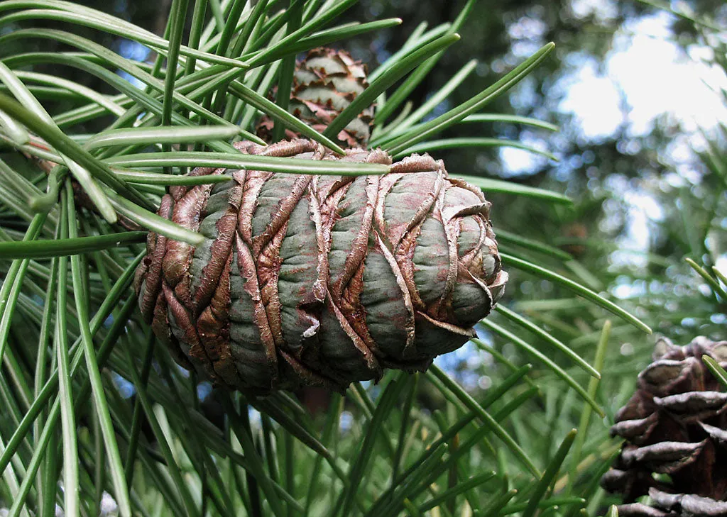 Japanese Umbrella Pine Sciadopitys verticillata 10 Seeds  USA Company