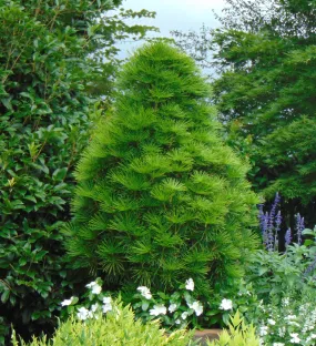 Japanese Umbrella Pine Sciadopitys verticillata 10 Seeds  USA Company