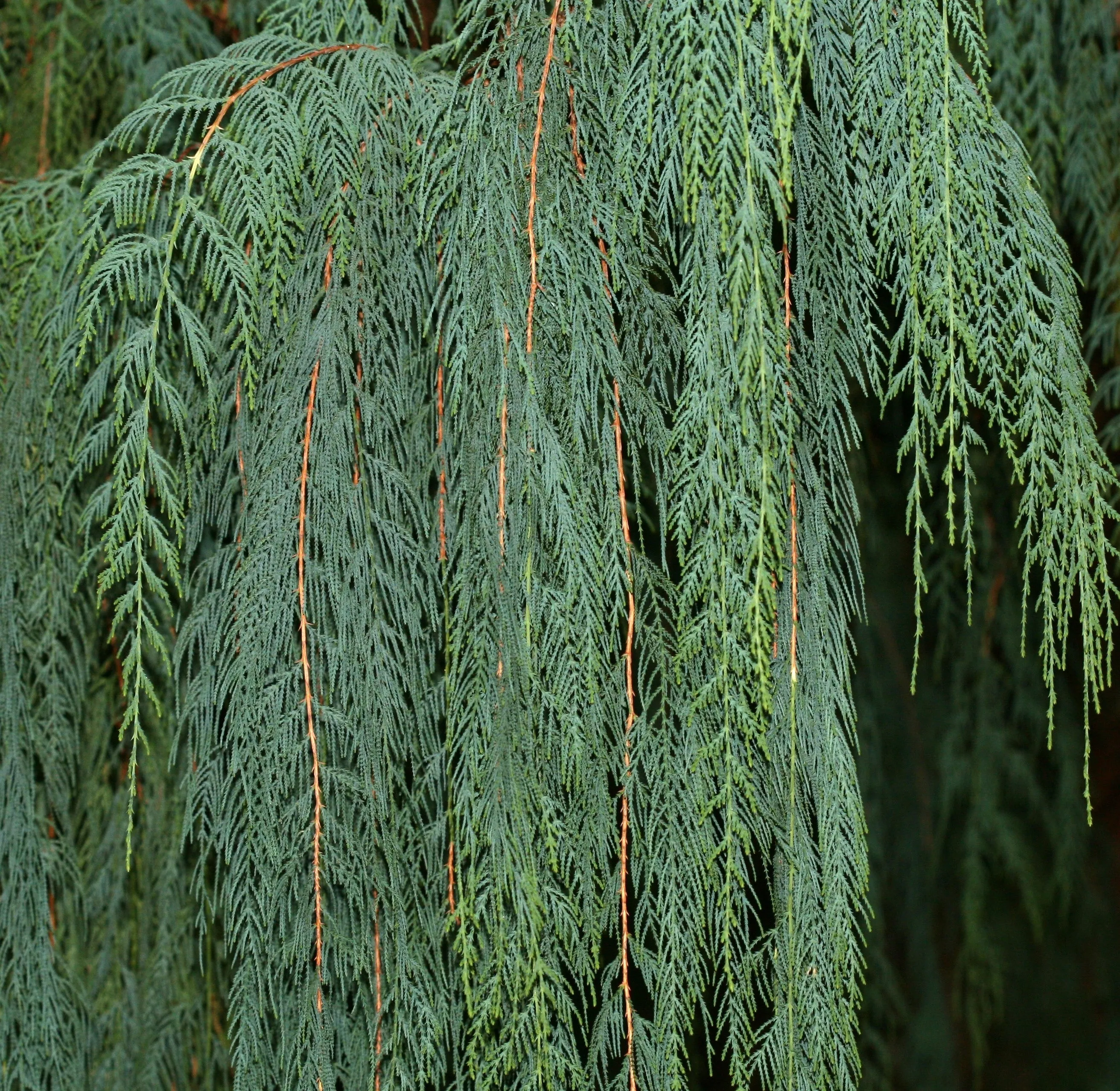 Kashmir Cypress Cupressus cashmeriana 100 Seeds  USA Company