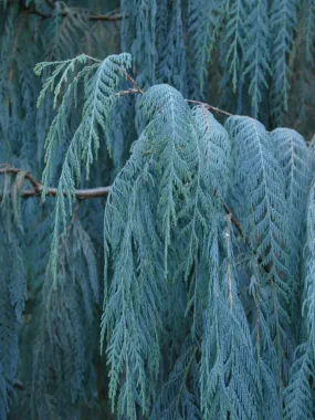 Kashmir Cypress Cupressus cashmeriana 100 Seeds  USA Company