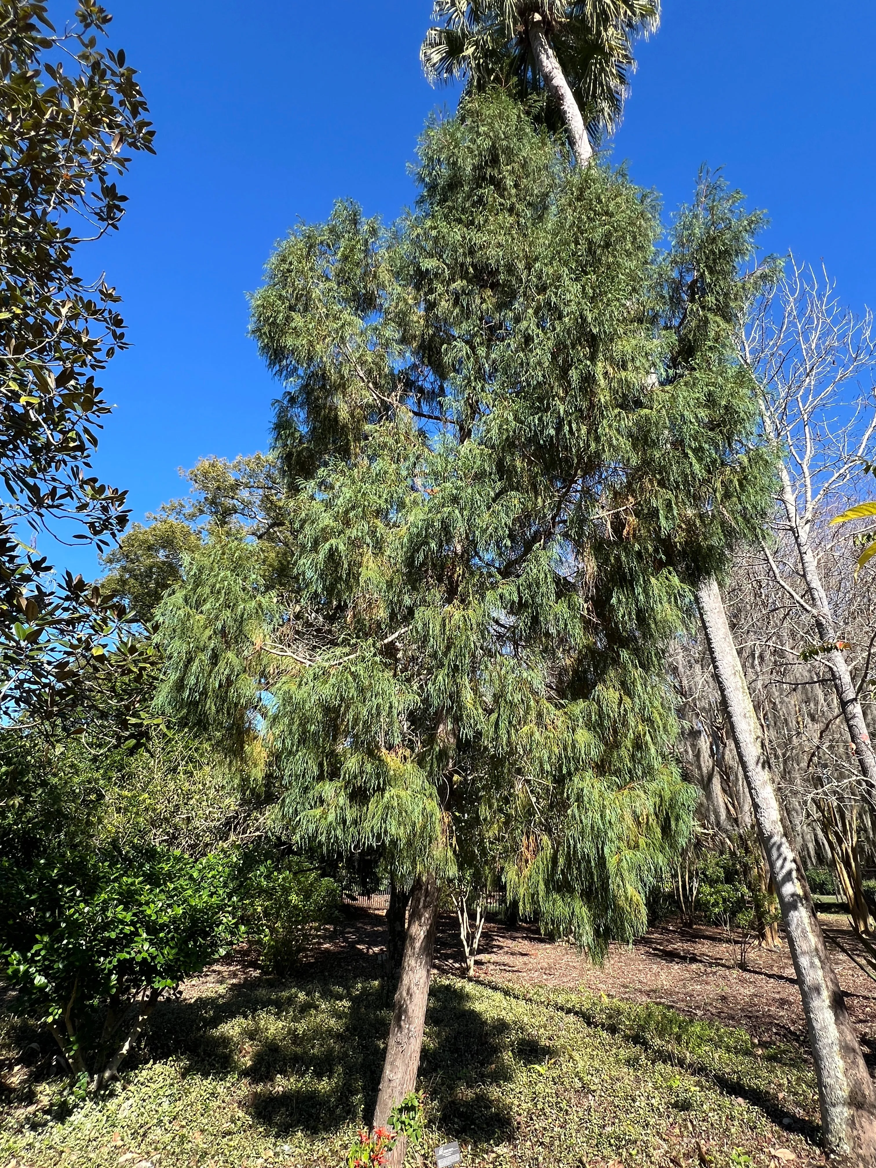 Kashmir Cypress Cupressus cashmeriana 100 Seeds  USA Company