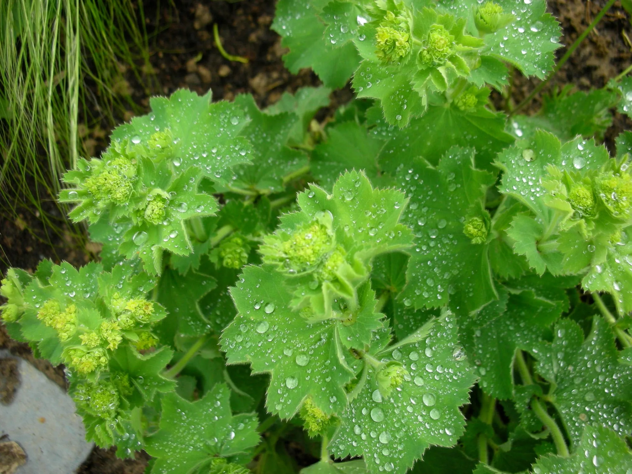 Lady's Mantle Alchemilla vulgaris 100 Seeds   USA Company