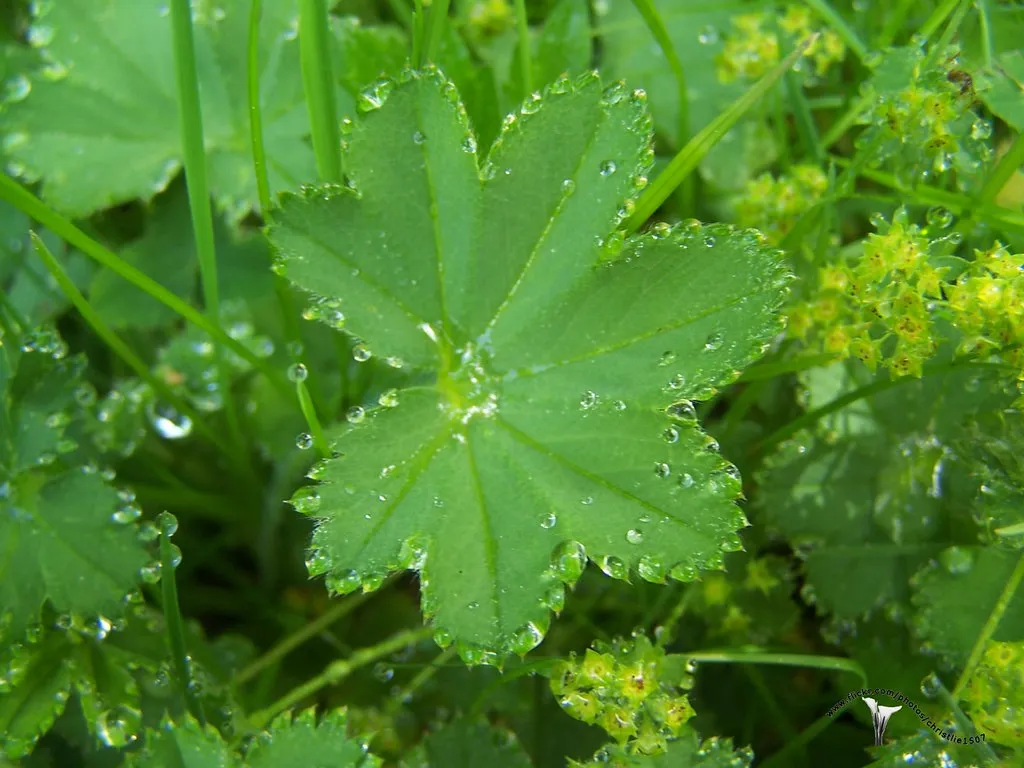 Lady's Mantle Alchemilla vulgaris 100 Seeds   USA Company
