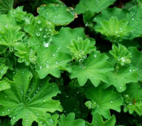 Lady's Mantle Alchemilla vulgaris 100 Seeds   USA Company