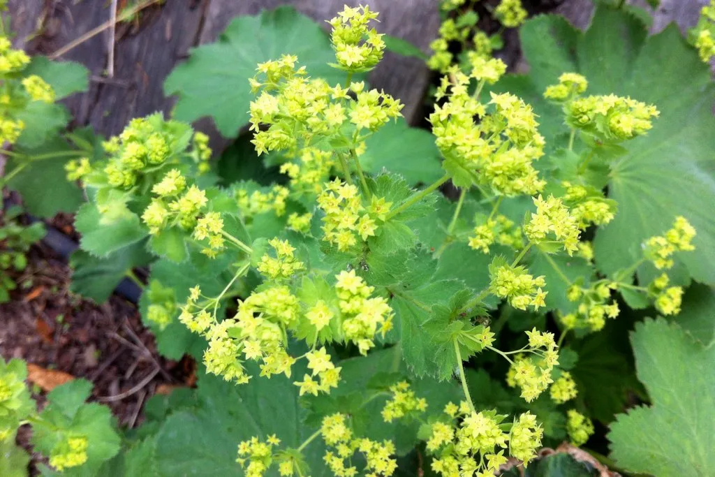 Lady's Mantle Alchemilla vulgaris 100 Seeds   USA Company