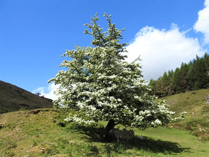 Mayflower  10 Seeds  Midland Hawthorn  Crataegus laevigata  USA Company