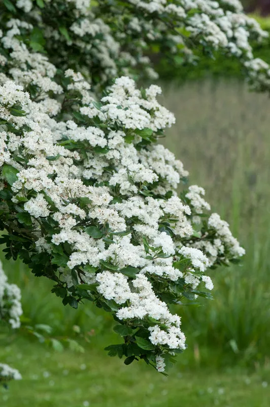 Mayflower  10 Seeds  Midland Hawthorn  Crataegus laevigata  USA Company