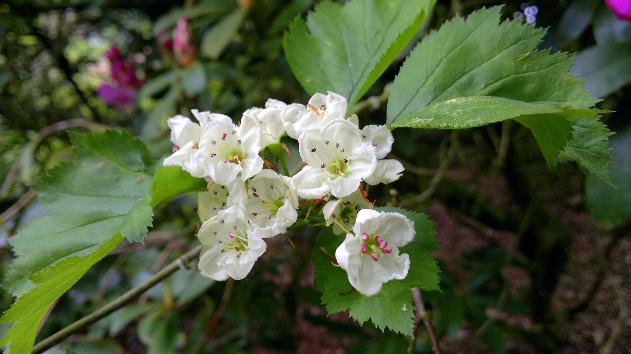 Mayflower  10 Seeds  Midland Hawthorn  Crataegus laevigata  USA Company