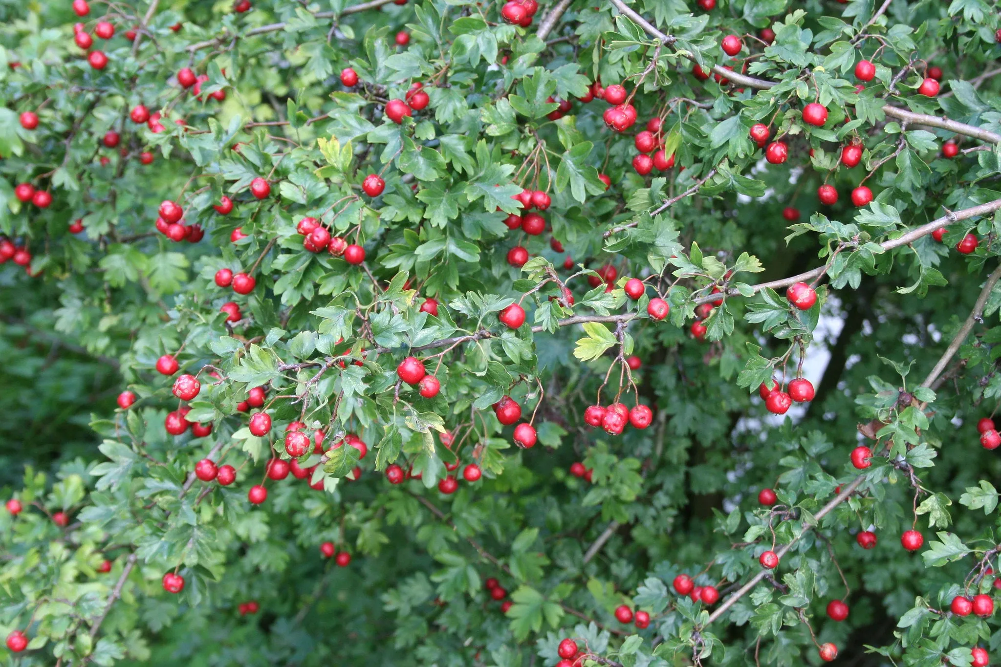 Mayflower  10 Seeds  Midland Hawthorn  Crataegus laevigata  USA Company