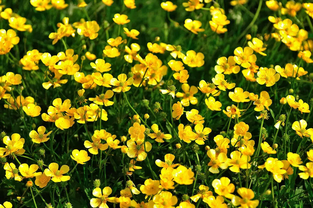 Meadow buttercup Ranunculus acris 200 Seeds   USA Company