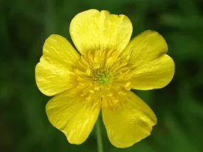 Meadow buttercup Ranunculus acris 200 Seeds   USA Company