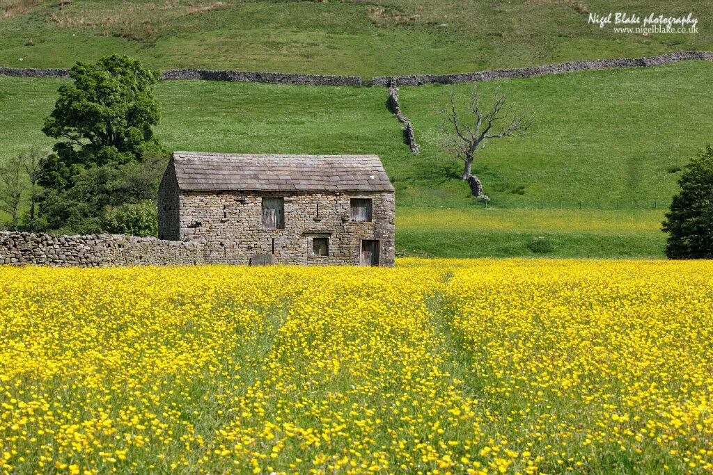 Meadow buttercup Ranunculus acris 200 Seeds   USA Company