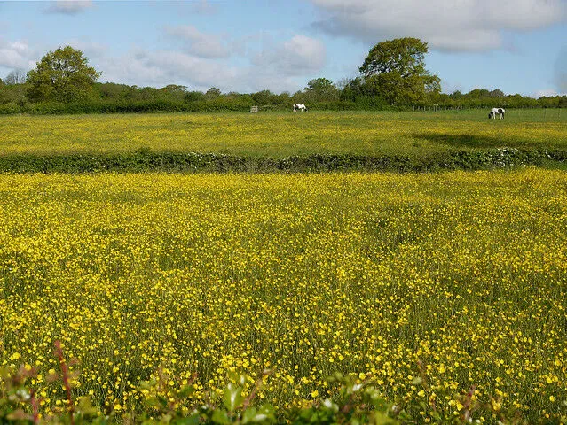 Meadow buttercup Ranunculus acris 200 Seeds   USA Company