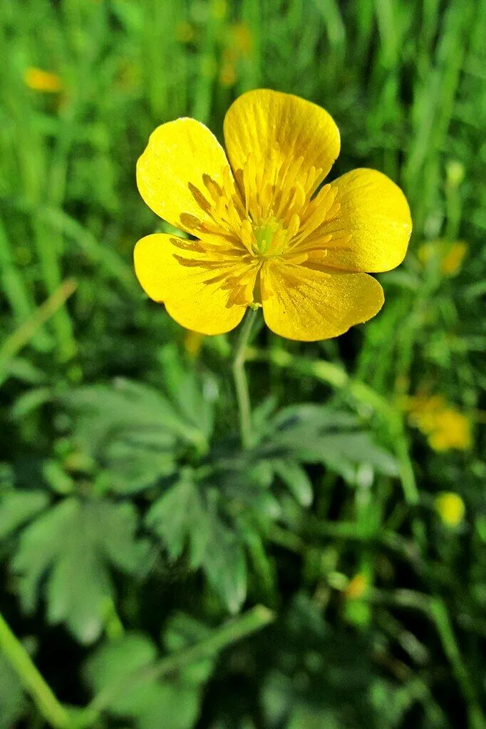 Meadow buttercup Ranunculus acris 200 Seeds   USA Company