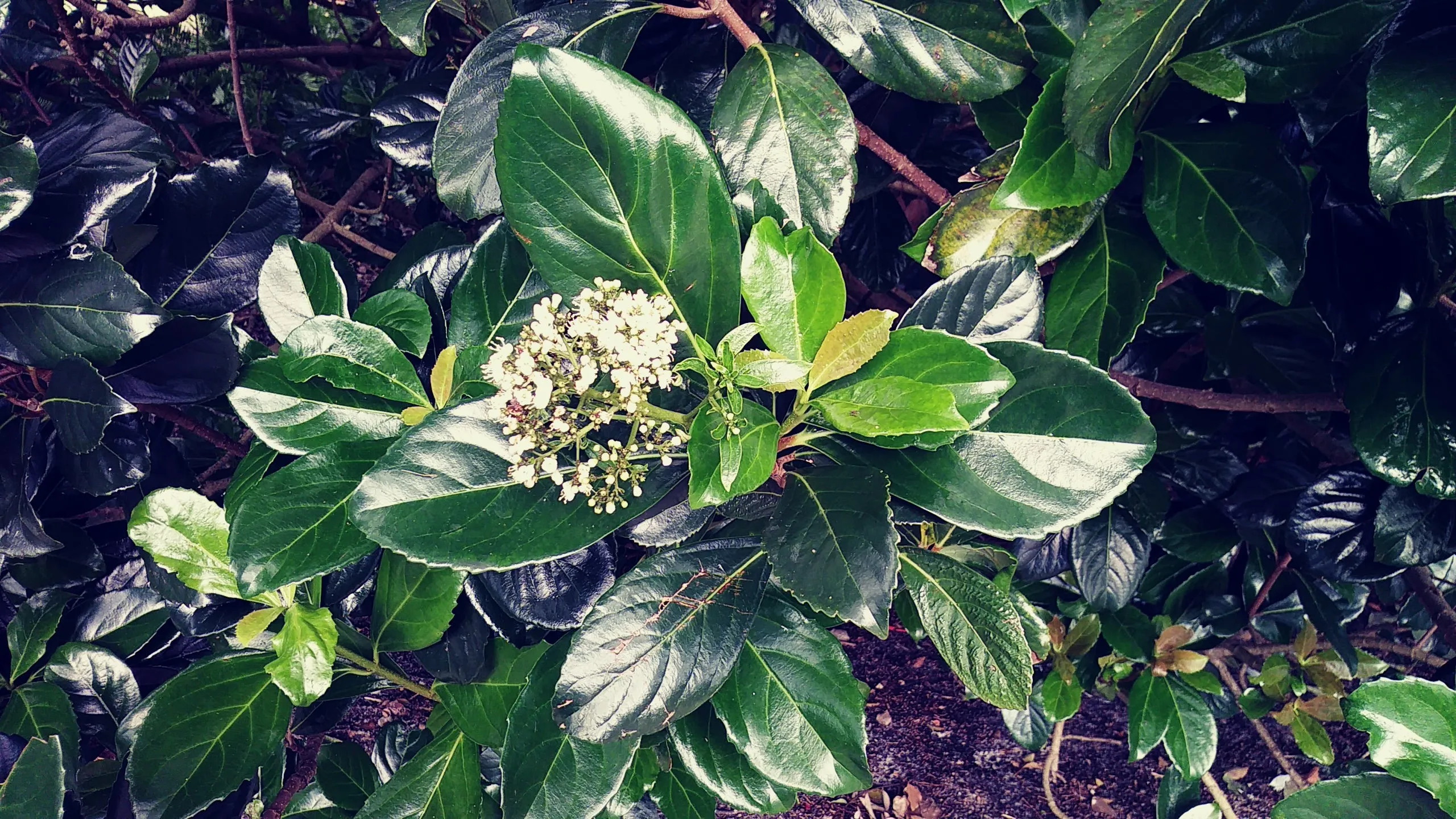 Mirror Leaf Viburnum Viburnum awabuki 100 Seeds   USA Company