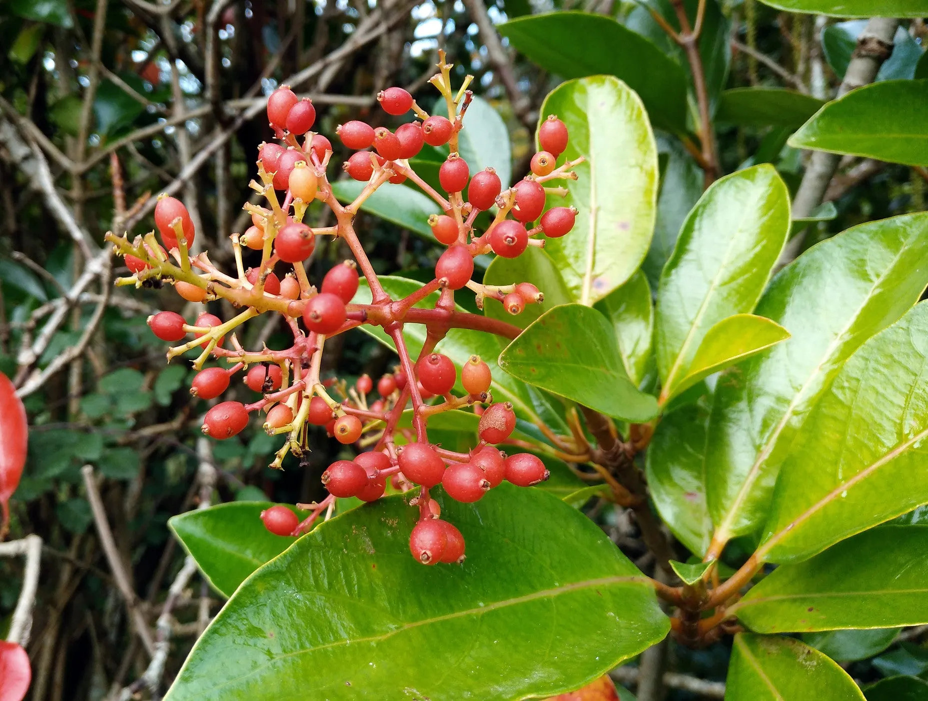 Mirror Leaf Viburnum Viburnum awabuki 100 Seeds   USA Company