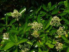 Mirror Leaf Viburnum Viburnum awabuki 100 Seeds   USA Company
