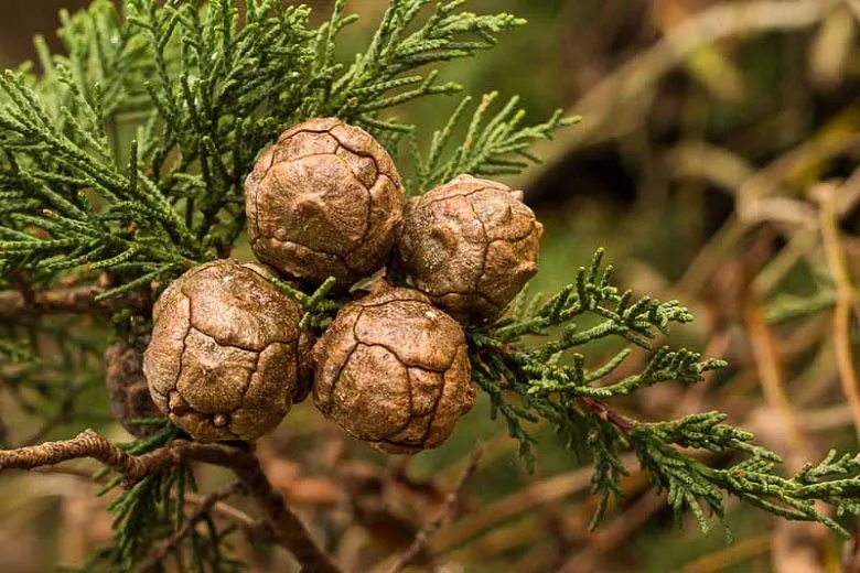 Monterey Cypress Cupressus macrocarpa  10 Seeds   USA Company