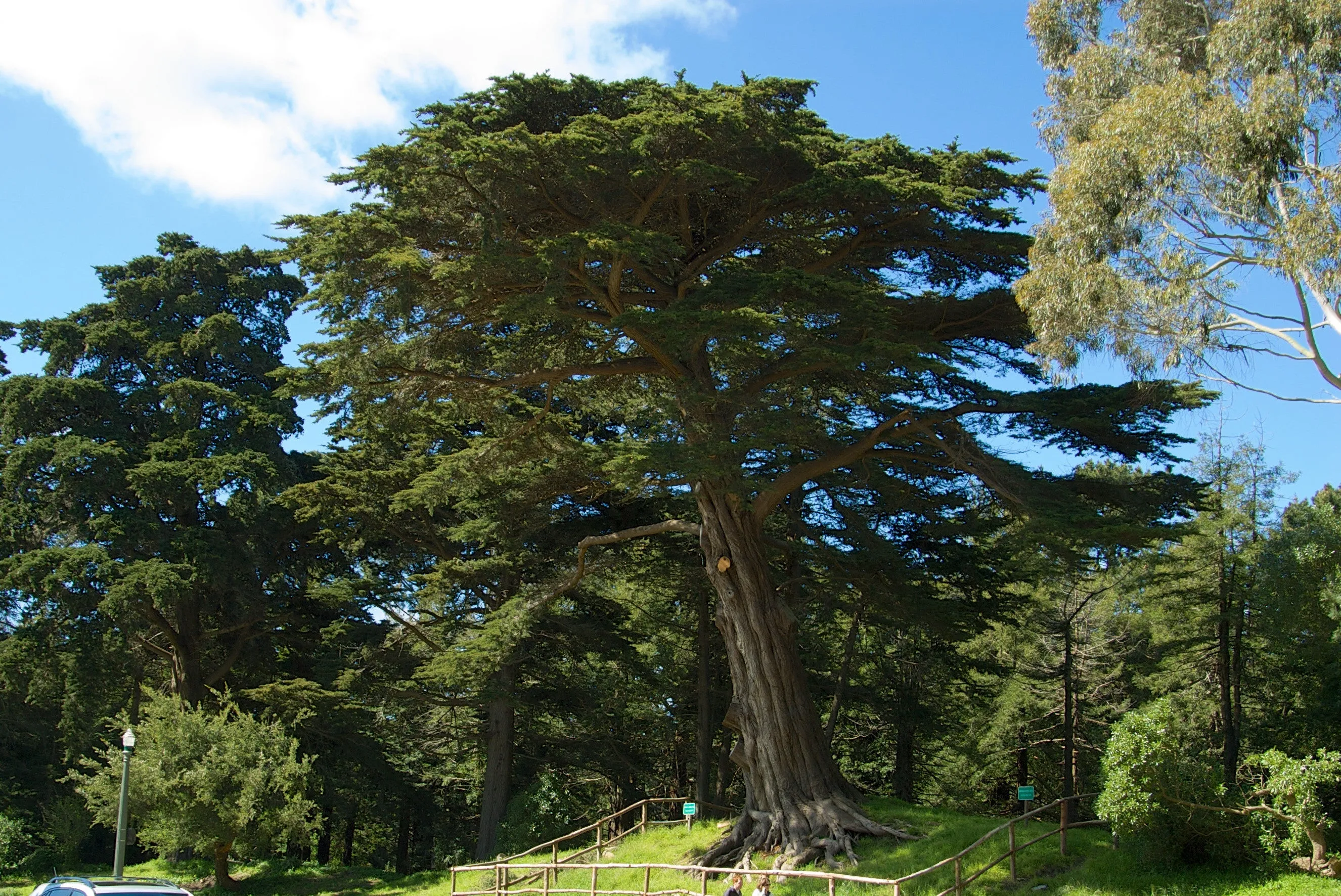 Monterey Cypress Cupressus macrocarpa  10 Seeds   USA Company