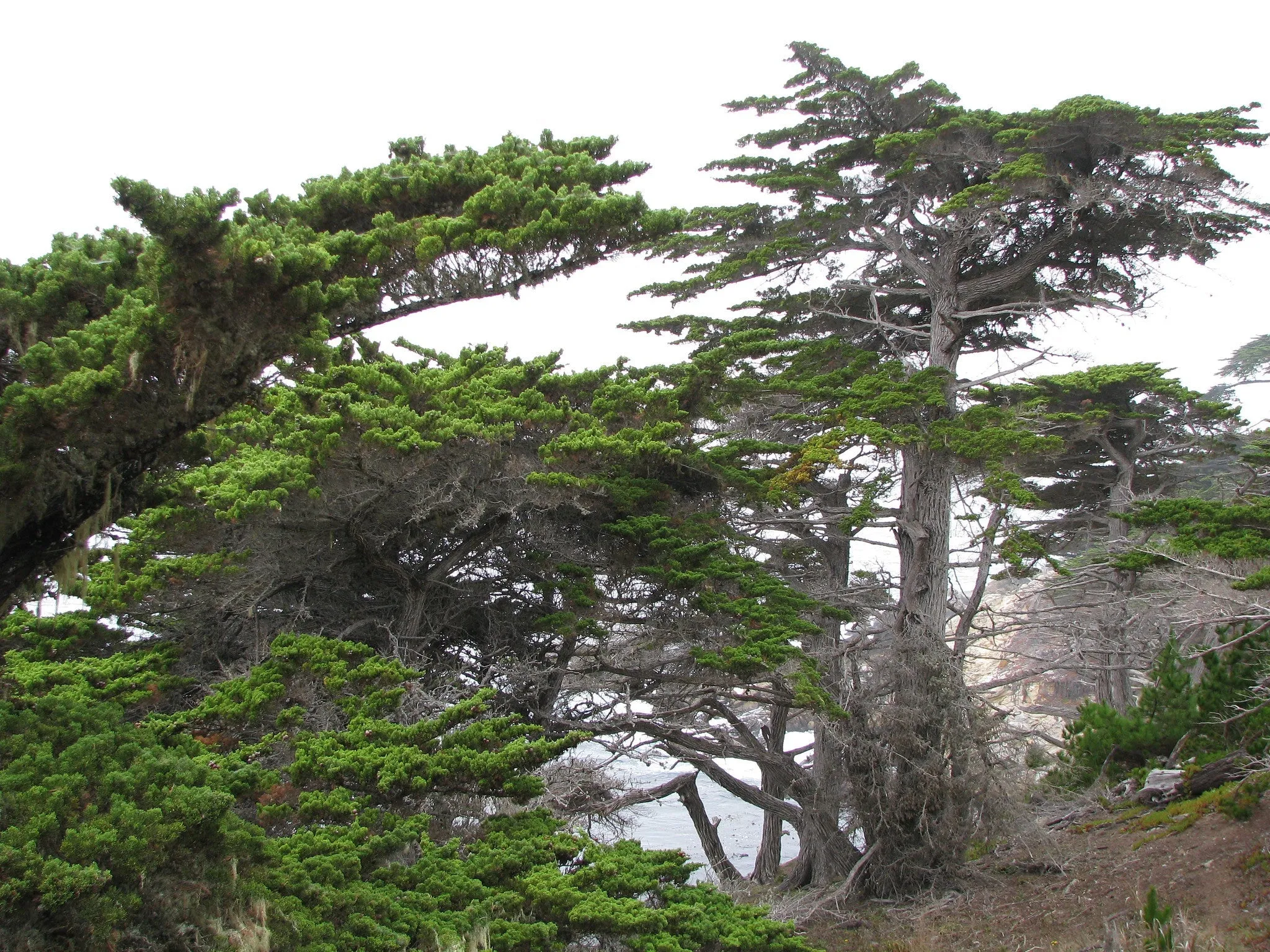 Monterey Cypress Cupressus macrocarpa  10 Seeds   USA Company