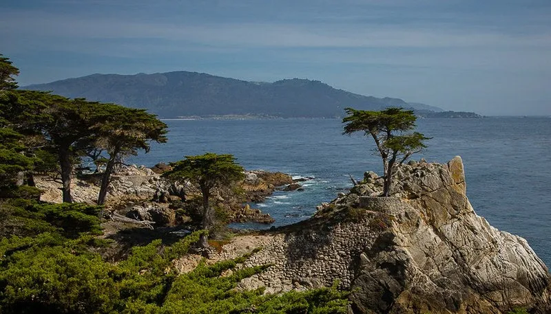Monterey Cypress Cupressus macrocarpa  10 Seeds   USA Company